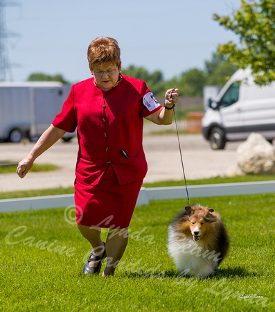 Dogshow 2022-06-17 Northeastern Illinois Kennel Club--131313-3