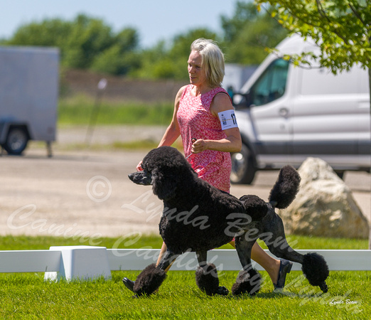 Dogshow 2022-06-17 Northeastern Illinois Kennel Club--135733-5