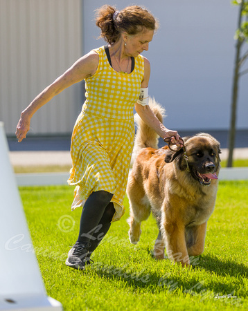 Dogshow 2022-06-17 Northeastern Illinois Kennel Club--150231-4