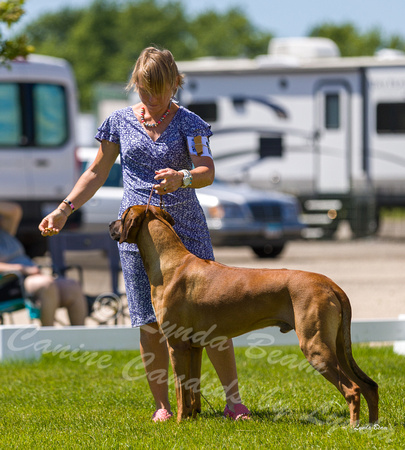 Dogshow 2022-06-17 Northeastern Illinois Kennel Club--133235-2