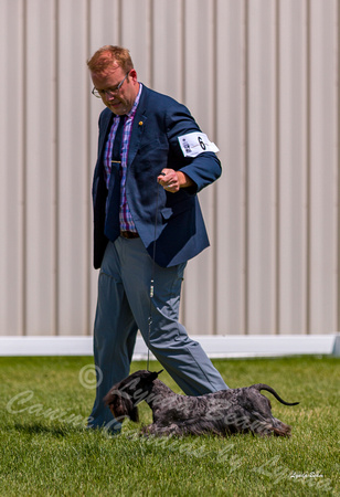 Dogshow 2022-06-19 Northeastern Illinois Kennel Club--134533