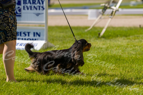 Dogshow 2022-06-17 Northeastern Illinois Kennel Club--153210-4
