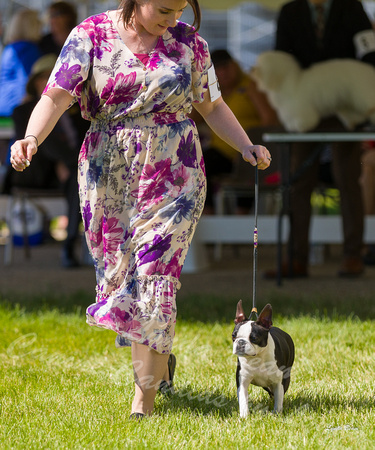 Dogshow 2022-06-17 Northeastern Illinois Kennel Club--140406-4