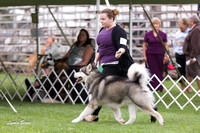 Alaskan Malamutes - Racine KC, 13 August 2012