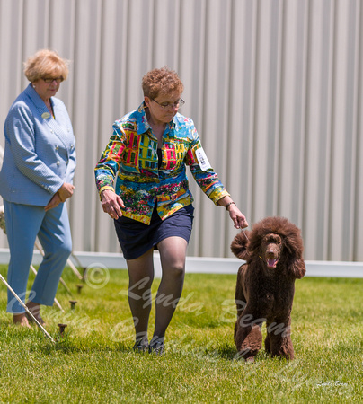 Dogshow 2022-06-19 Northeastern Illinois Kennel Club--121932-2