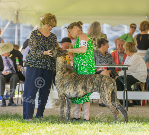 Dogshow 2022-06-17 Northeastern Illinois Kennel Club--144859