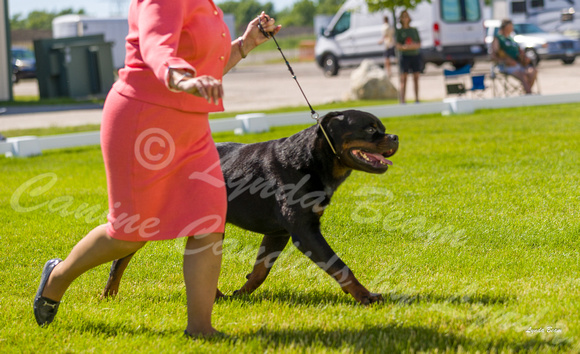 Dogshow 2022-06-17 Northeastern Illinois Kennel Club--145329-2