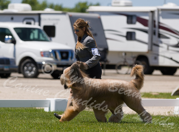 Dogshow 2022-06-17 Northeastern Illinois Kennel Club--130014-5