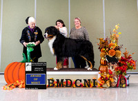 Dogshow 2024-10-25 BMDCNI Day 1--162738-3