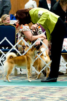 NSCA Parent Specialty (Sun) 12-18 Mos Junior Dogs