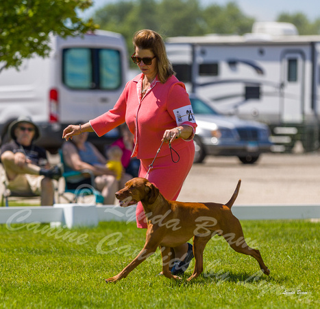 Dogshow 2022-06-17 Northeastern Illinois Kennel Club--134801-4