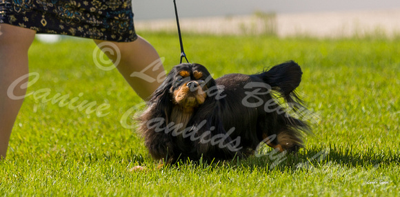 Dogshow 2022-06-17 Northeastern Illinois Kennel Club--152450-2