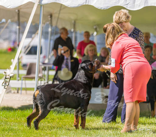 Dogshow 2022-06-17 Northeastern Illinois Kennel Club--145319