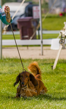Dogshow 2022-06-17 Northeastern Illinois Kennel Club--153103-5