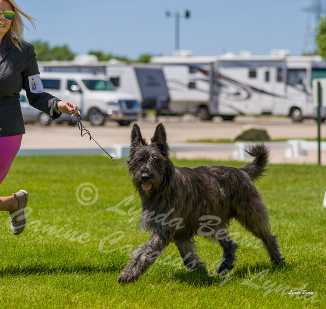 Dogshow 2022-06-17 Northeastern Illinois Kennel Club--130442-2