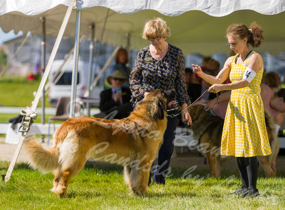 Dogshow 2022-06-17 Northeastern Illinois Kennel Club--150218