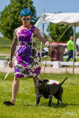 Dogshow 2022-06-17 Northeastern Illinois Kennel Club--143254-2