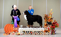 Dogshow 2024-10-25 BMDCNI Day 1--161346-2