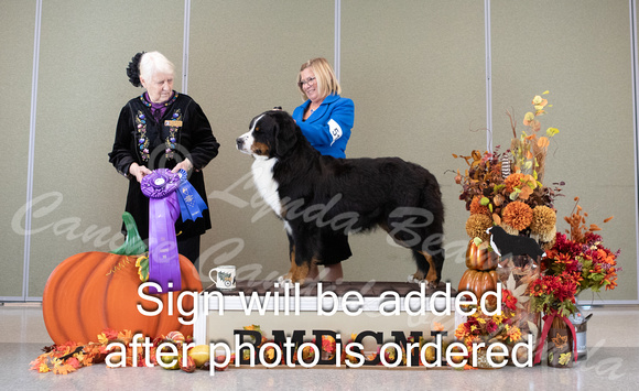 Dogshow 2024-10-25 BMDCNI Day 1--161346-2