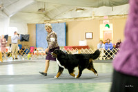 Dogshow 2017-10-28 BMDCNI Day 1--160917-2