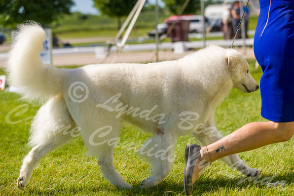 Dogshow 2022-06-17 Northeastern Illinois Kennel Club--150516-2