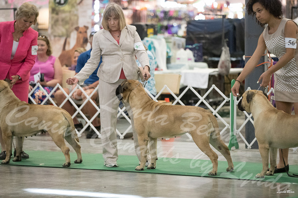 Dogshow 2016-06-18 Grayslake--111427