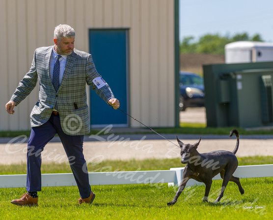 Dogshow 2022-06-17 Northeastern Illinois Kennel Club--135552-2