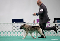 Dogshow 2024-06-30 NEINEA Candids--113528-3