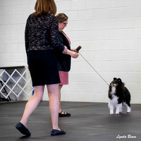 Dogshow 2025-03-01 2025 CSSC Candids --091716
