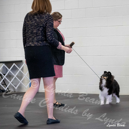Dogshow 2025-03-01 2025 CSSC Candids --091716