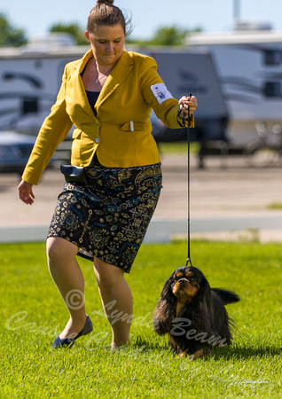 Dogshow 2022-06-17 Northeastern Illinois Kennel Club--153207-3