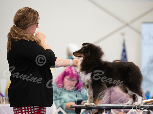 Dogshow 2025-03-01 2025 CSSC Candids --101158