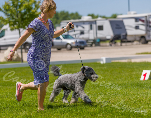 Dogshow 2022-06-17 Northeastern Illinois Kennel Club--131157-3