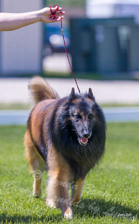 Dogshow 2022-06-17 Northeastern Illinois Kennel Club--130827