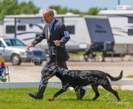 Dogshow 2022-06-17 Northeastern Illinois Kennel Club--131615