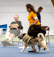 Dogshow 2022-07-03 NEINEA Candids Day 2--103943