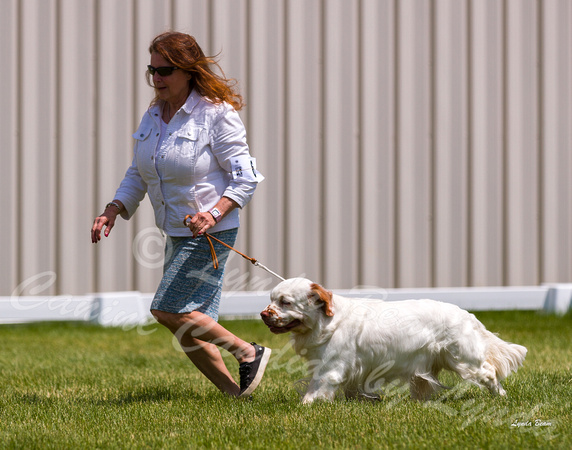 Dogshow 2022-06-19 Northeastern Illinois Kennel Club--130434
