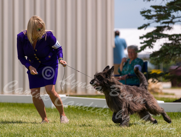 Dogshow 2022-06-19 Northeastern Illinois Kennel Club--123159-2