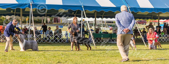Dogshow 2022-07-30 Waukesha KC--165818