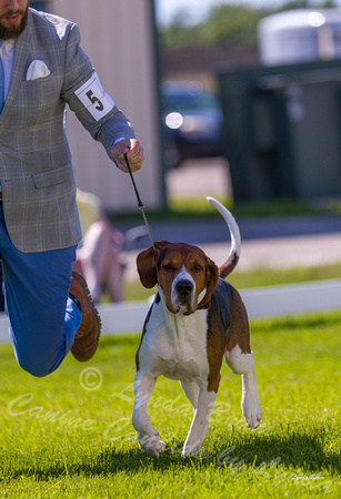 Dogshow 2022-06-17 Northeastern Illinois Kennel Club--151720-3