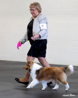 Dogshow 2025-03-01 2025 CSSC Candids --101459-3