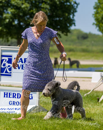Dogshow 2022-06-17 Northeastern Illinois Kennel Club--131135