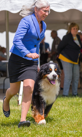 Dogshow 2022-06-19 Northeastern Illinois Kennel Club--131658