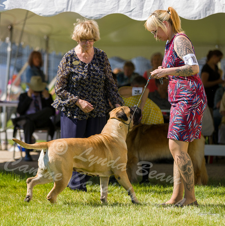 Dogshow 2022-06-17 Northeastern Illinois Kennel Club--150046-2