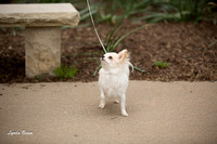 May 15 2012 Chihuahua Shoot