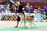 Alaskan Malamutes - KC of Yorkville, Sunday, April 8 2012