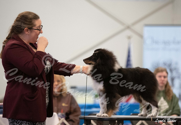 Dogshow 2025-03-02 2025 CSSC Candids --105323