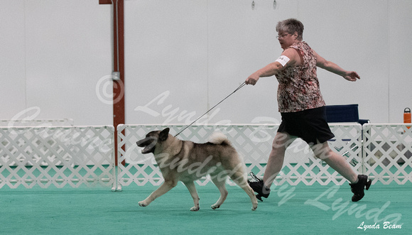 Dogshow 2024-06-30 NEINEA Candids--113731