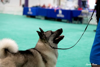 Dogshow 2024-06-30 NEINEA Candids--113508