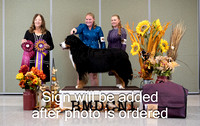 #84  GCH Vida's Goin Nuts at Midnight - Day 3 Best of Breed